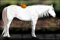 Horse Color:White Spotted Chestnut Rabicano 