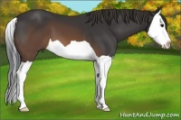 Horse Color:Brown Splash