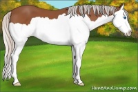 Horse Color:Silver Bay Splash 