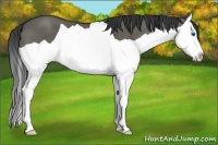 Horse Color:Grullo Splash
