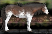Horse Color:White Spotted Liver Red Roan 