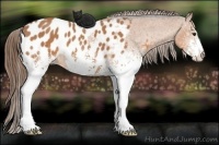 Horse Color:White Spotted Bay Appaloosa 