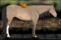 Horse Color:Sable Champagne 