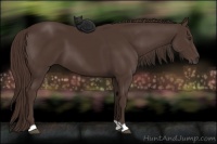 Horse Color:Liver Chestnut 