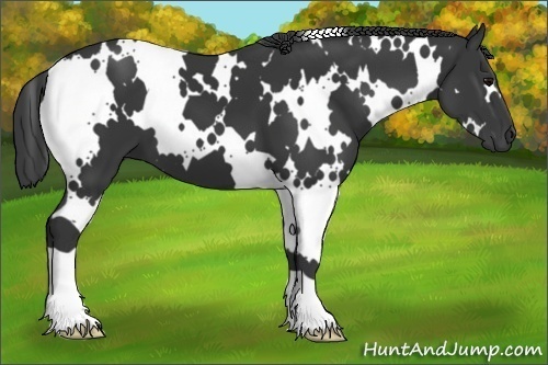 Horse Color:White Spotted Black 