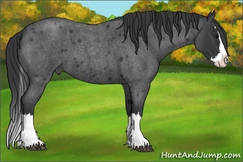 Horse Color:Blue Roan Splash 