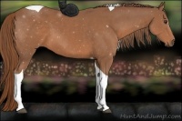 Horse Color:ERROR: UNKNOWN ANOMALY