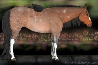 Horse Color:ERROR: UNKNOWN ANOMALY