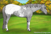 Horse Color:Brown Appaloosa