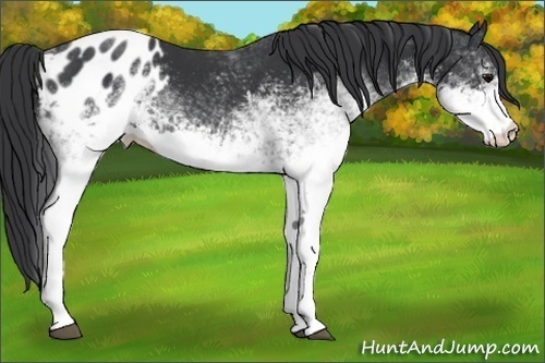 Horse Color:White Spotted Black Blanket
