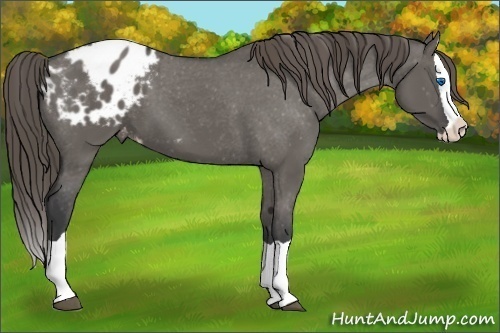 Horse Color:Grullo Splash Appaloosa 
