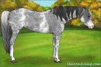 Horse Color:White Spotted Blue Ice Roan