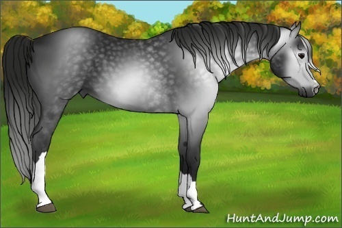 Horse Color:Unknown 