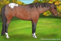 Horse Color:Brown Appaloosa