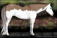 Horse Color:Liver Red Dun Splash 