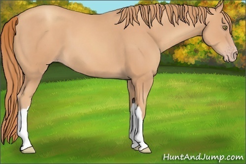 Horse Color: Gold Champagne 