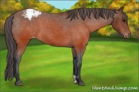 Horse Color:Brown Appaloosa