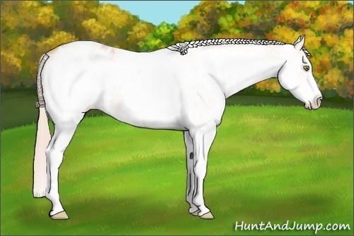 Horse Color:White Spotted Gold Champagne Appaloosa