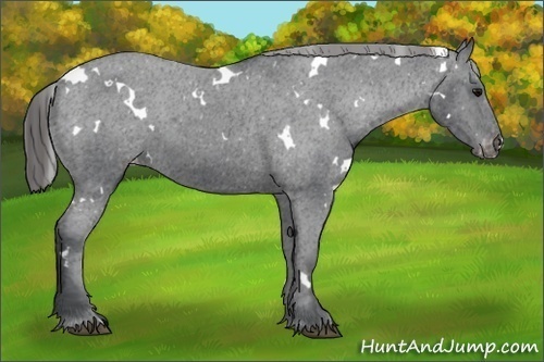 Horse Color:White Spotted Black Appaloosa 