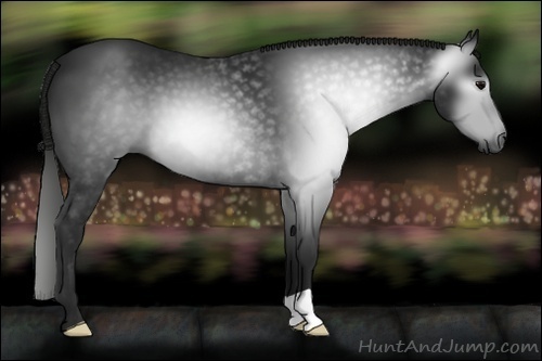 Horse Color:Gray Black 