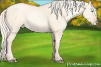Horse Color:Gold Cream Champagne Pearl Dun 