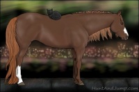 Horse Color:Liver Chestnut 