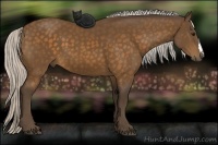 Horse Color:Silver Buckskin 
