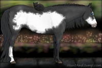 Horse Color:Black Frame 