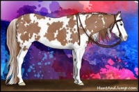 Horse Color:White Spotted Chestnut Splash Appaloosa 
