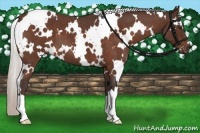 Horse Color:White Spotted Silver Brown Roan