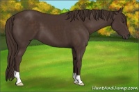 Horse Color:Liver Chestnut 