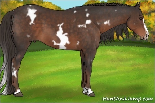 Horse Color: White Spotted Liver Chestnut Frame 