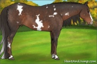 Horse Color:White Spotted Liver Chestnut Frame 