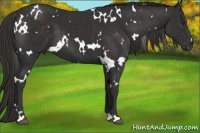Horse Color:White Spotted Liver Chestnut