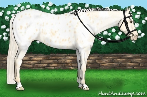 Horse Color: White Spotted Palomino Dun Blanket 