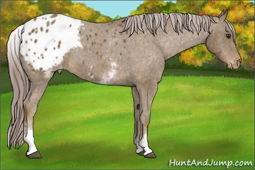 Horse Color:White Spotted Chocolate Palomino Sabino Blanket 