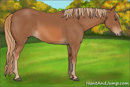 Horse Color: Unknown 