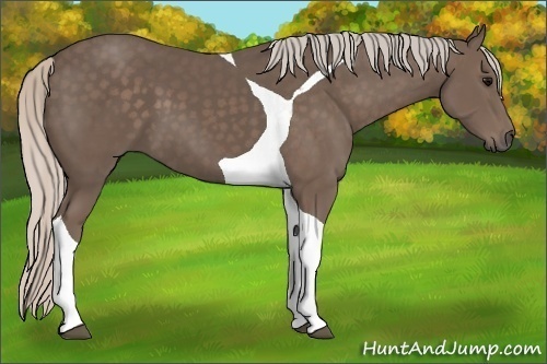 Horse Color:Silver Black Tobiano 