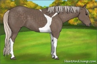 Horse Color:Silver Black Tobiano 