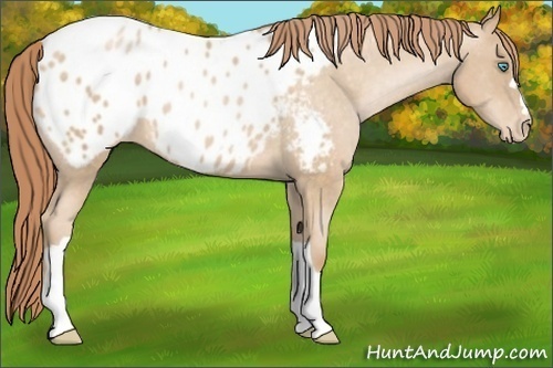 Horse Color:Buckskin Pearl Appaloosa