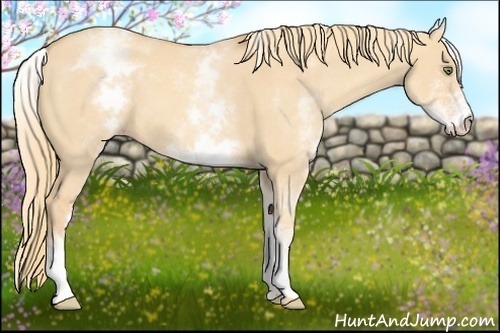 Horse Color:White Spotted Gold Champagne Dun