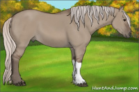 Horse Color:Silver Grullo 