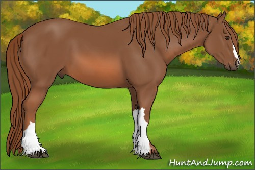 Horse Color: Chestnut 