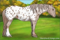 Horse Color:Chestnut Near Leopard 