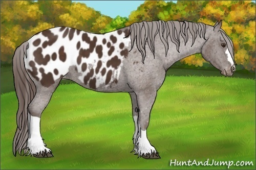 Horse Color: Liver Chestnut Blanket 