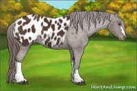 Horse Color:Liver Chestnut Blanket 