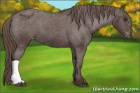 Horse Color:Liver Chestnut Appaloosa 