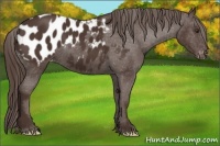 Horse Color:Liver Chestnut Appaloosa 