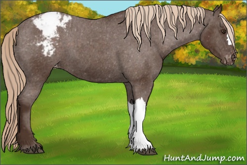 Horse Color: Liver Chestnut Snowcap 