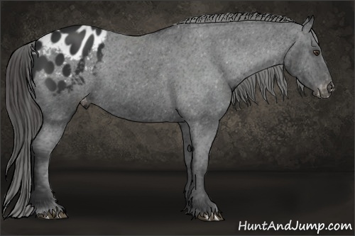 Horse Color: Liver Chestnut Blanket 